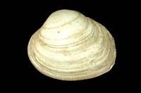 藏品(紫華盛頓蛤)的圖片